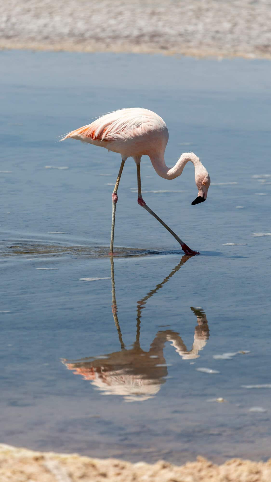 Laguna Chaxa: plameniaky v srdci Salar de Atacama