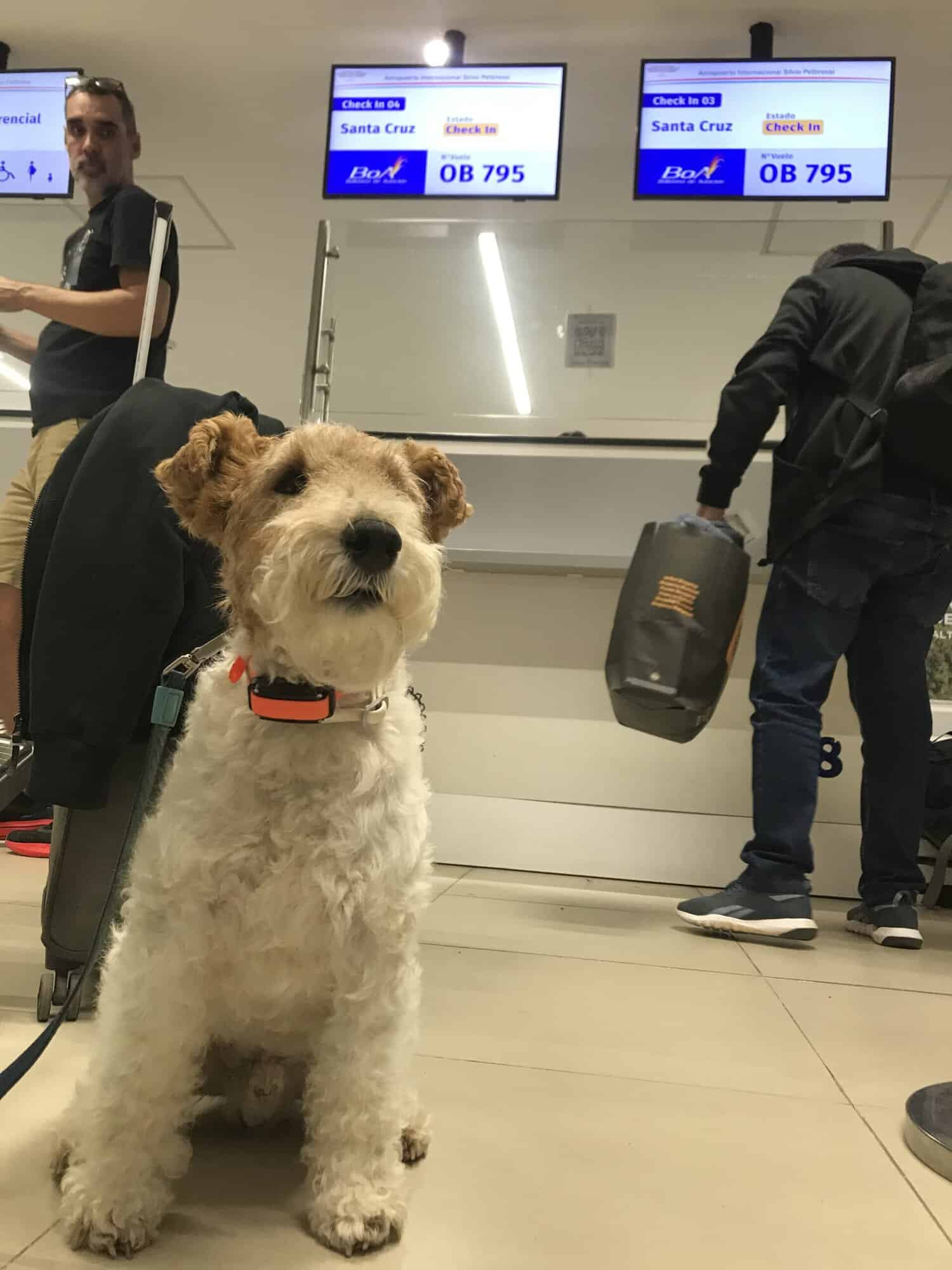Preprava psa lietadlom: podmienky známych aeroliniek pre kabínu aj batožinový priestor