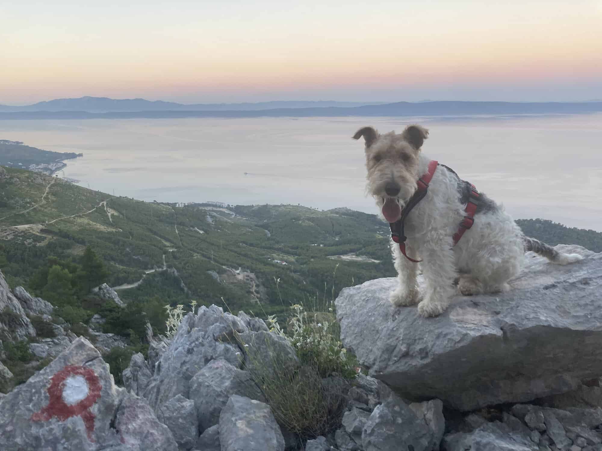 Výstup na Vošac so psom: túra nad Makarskou riviérou z Kotišiny