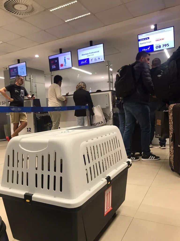 Keď pes nedoletí do cieľa: nočná mora každého psíčkara a čo robiť, keď sa to stane