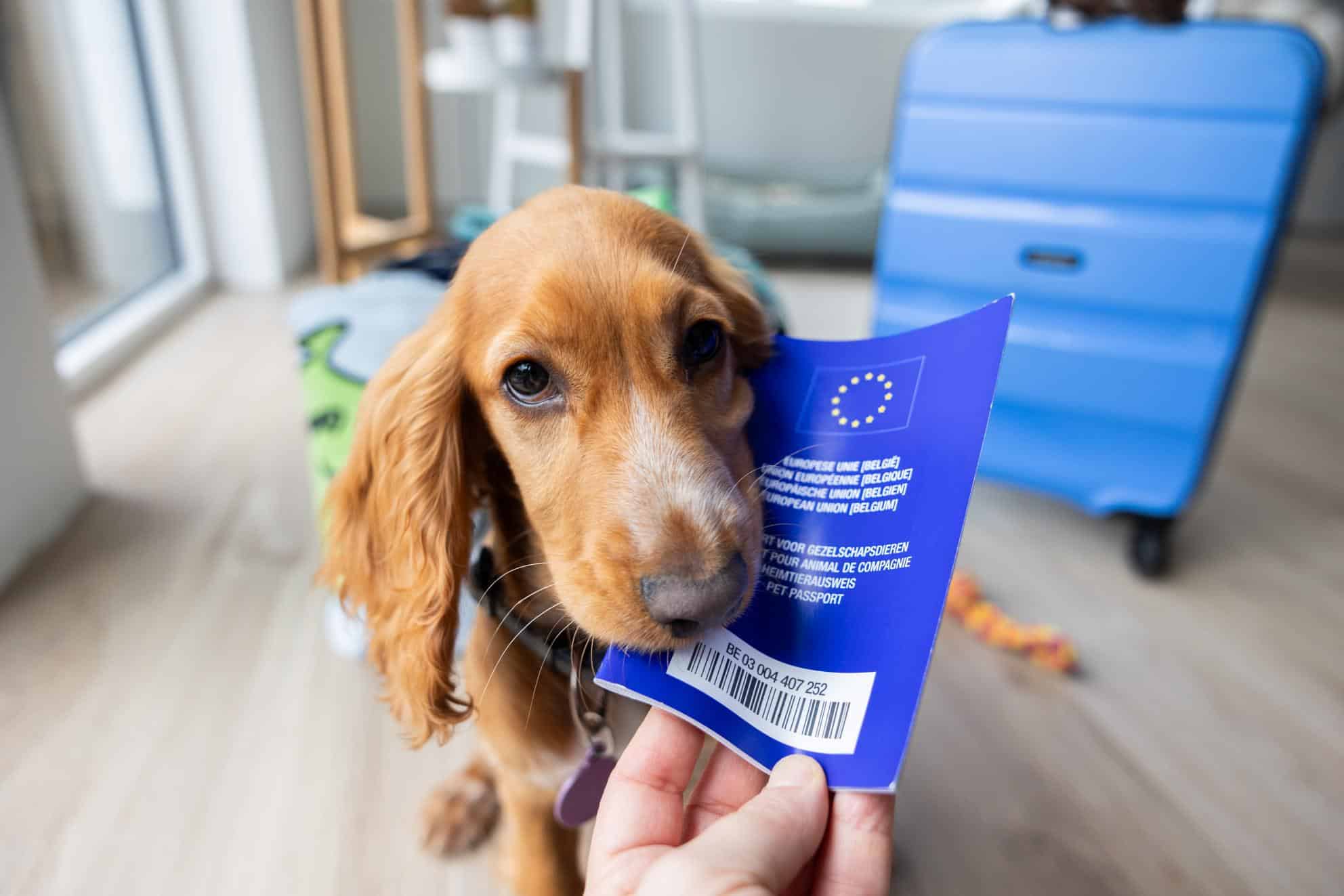 EU Pet Passport pre psa z krajiny mimo EÚ: dá sa získať a ako funguje?