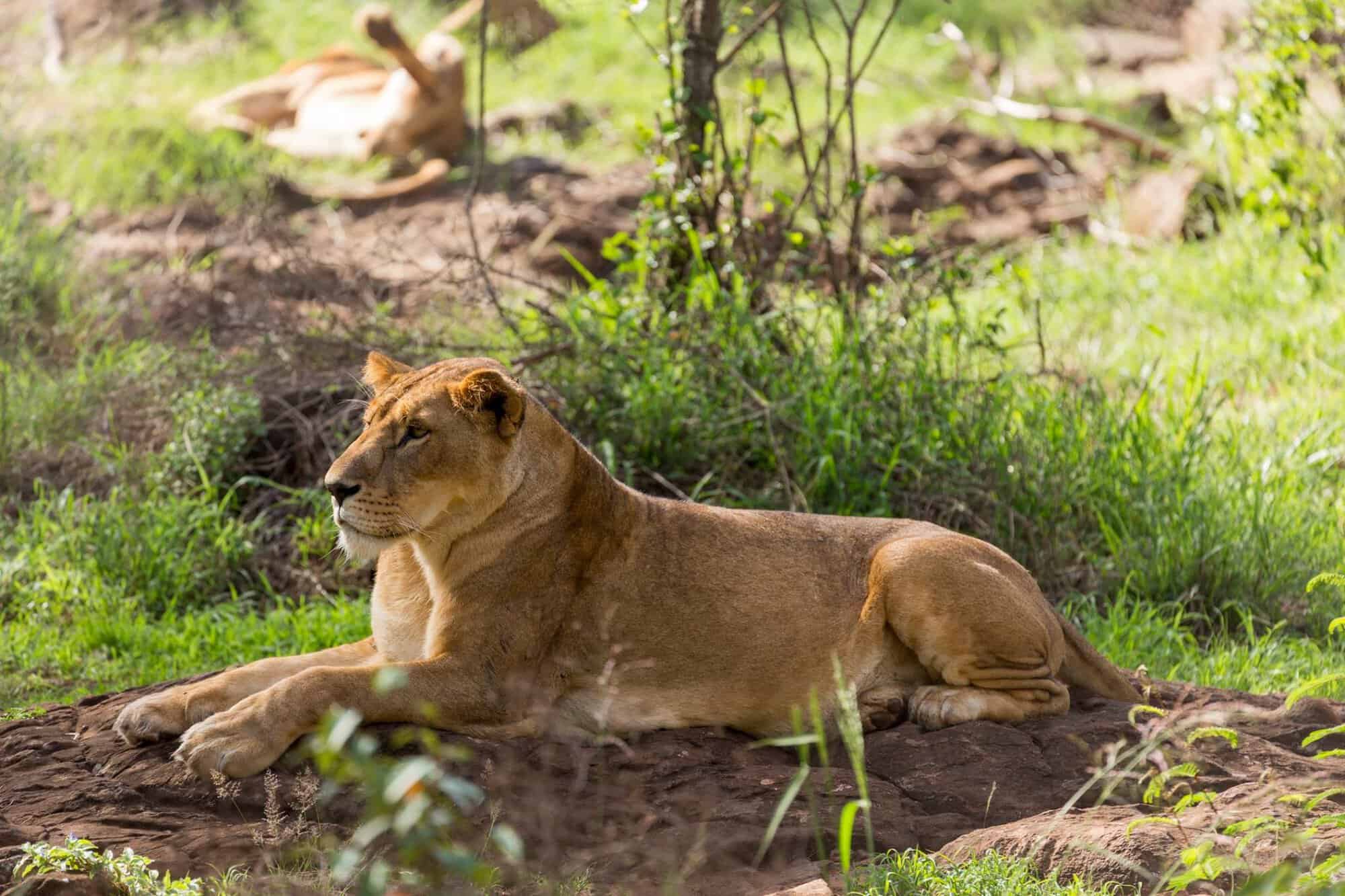 Nairobi počas prestupu: ísť do mesta alebo zostať na letisku?