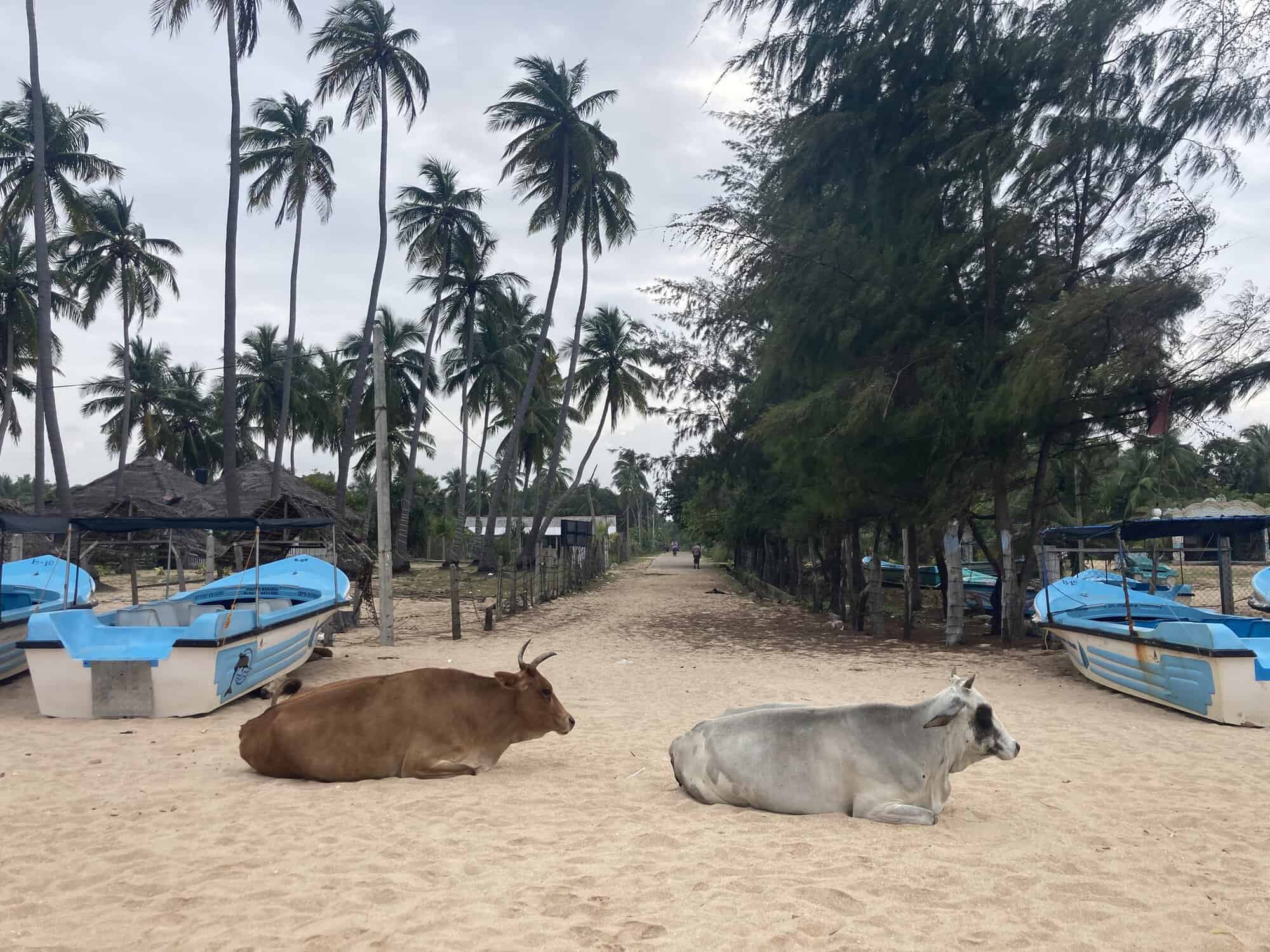 Srí Lanka: 13-dňový roadtrip od čajových plantáží po safari