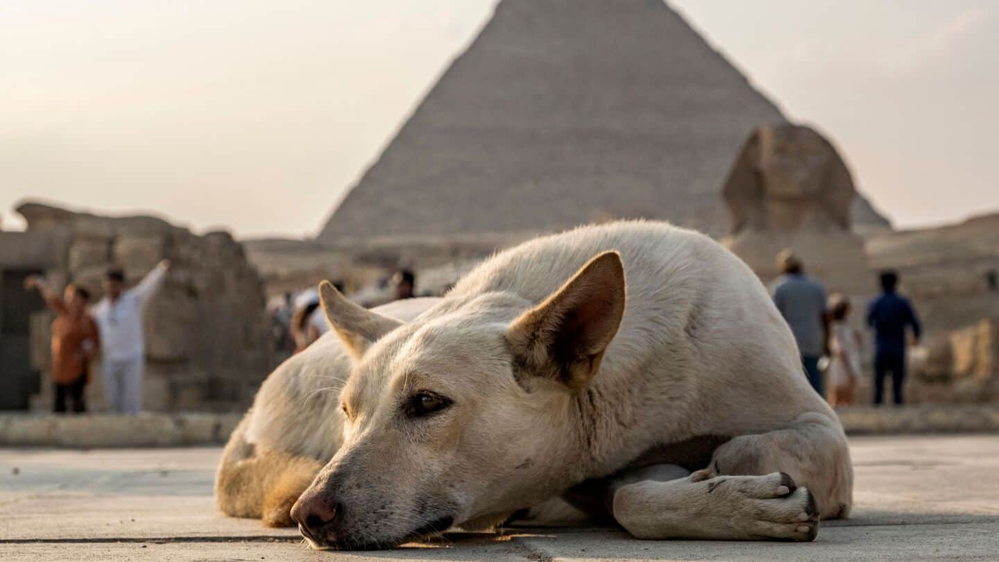 So psom do Egypta: podmienky vstupu a návratu domov