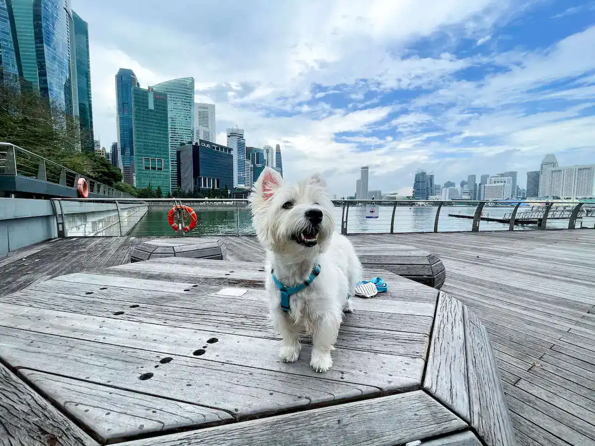 So psom do Singapuru: podmienky vstupu, karanténa a návrat domov