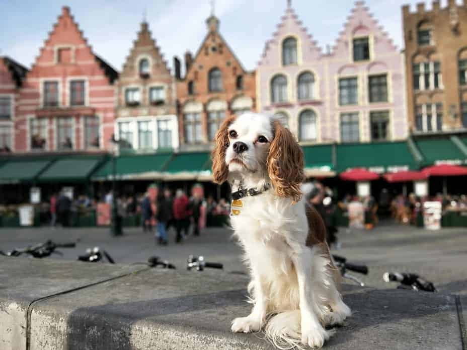So psom do Belgicka: podmienky vstupu z EÚ aj z krajín mimo EÚ