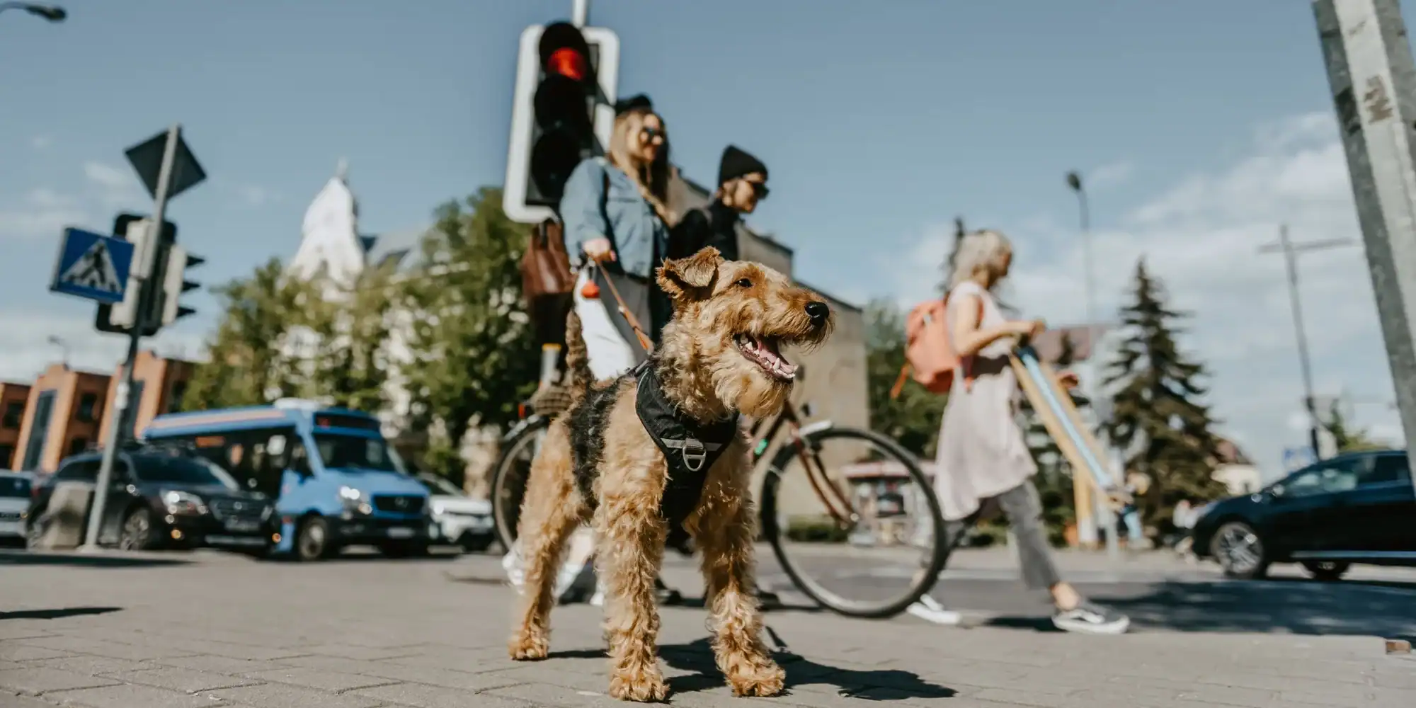 Cestovanie so psom do Litvy: vstupné podmienky a návrat domov