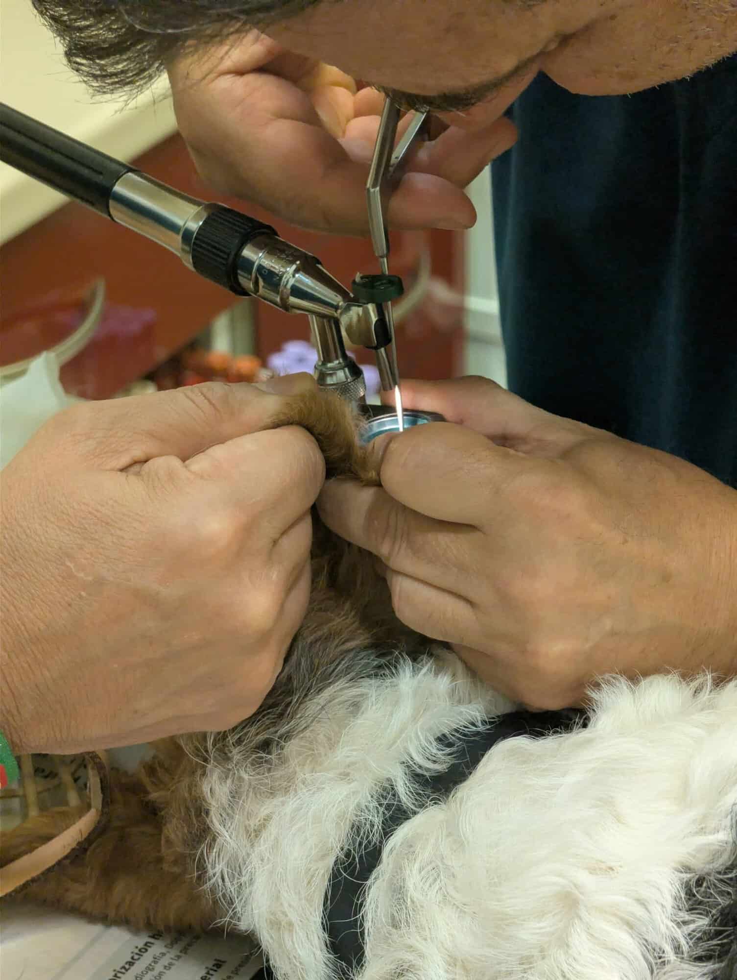 Deň pred odletom: so psom na veterinu namiesto pokojného presunu na letisko