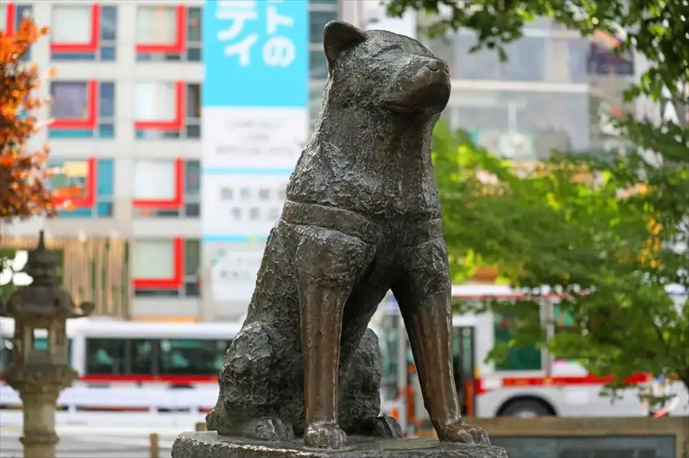 Cestovanie so psom do Japonska: podmienky vstupu, karanténa a návrat domov